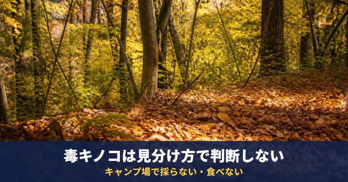 毒キノコは「見分け方」で判断しない｜2025年のきのこ食中毒は16件・46人(厚労省)、キャンプ場で採らない・食べない